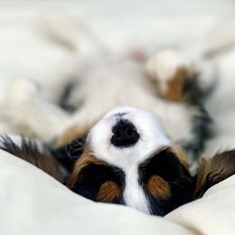 Cavalier King Charles Spaniel Puppies from Cassie’s Cavaliers