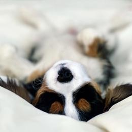 Cavalier King Charles Spaniel Puppies from Cassie’s Cavaliers