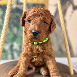 Beau - Red  male Goldendoodle puppy in Cleveland, Georgia from The O.G. Doodles