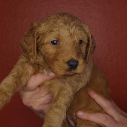 Tiramisu (Purple collar) - Apricot female Goldendoodle puppy in Seattle, Washington from Dream Lake Doodles