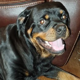 Pearl - Rottweiler