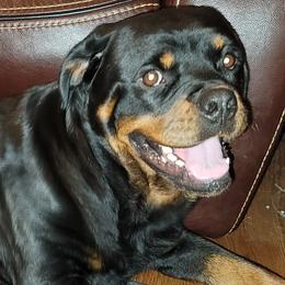 Pearl - Rottweiler
