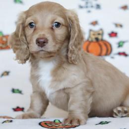 Sprout - Cream male Dachshund puppy in Cottage Grove, Oregon from Hidden Hills Dalmatians