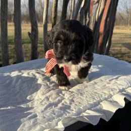 Arrow - Black tri-color male Aussiedoodle puppy in Eastland, Texas from H5 Mini Doodles