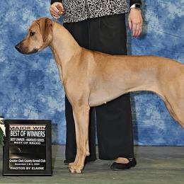 Rhodesian Ridgebacks from Oxford Ridgebacks