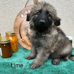 Lime Collar Boy - Sable male German Shepherd puppy in Columbus, Mississippi from Olde Wolfe German Shepherds