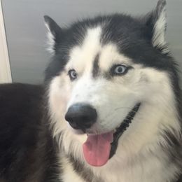 Siberian Huskies from Siberian Husky Wolly
