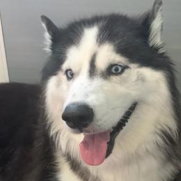 Siberian Huskies from Siberian Husky Wolly