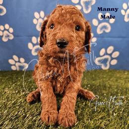 Manny - Red  male Goldendoodle puppy in Peyton, Colorado from Grace N Faith Doodles