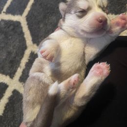 Siberian Husky Puppies from Alexandra's Siberian Huskies