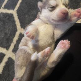 Siberian Husky Puppies from Alexandra's Siberian Huskies