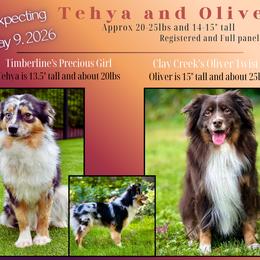 Miniature Australian Shepherd puppies from Dusty Spring Australian Shepherds, LLC