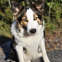 Jasmine - Border Collie