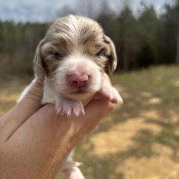 Nala X Marley AKC - Dapple female Dachshund puppy in Delano, Tennessee from Olive Branch Acres