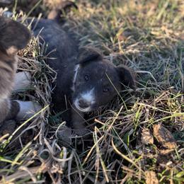 Clover - Brindle and white female Cardigan Welsh Corgi puppy in Hotchkiss, Colorado from Bell S Ranch
