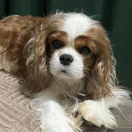 Afonya - Cavalier King Charles Spaniel