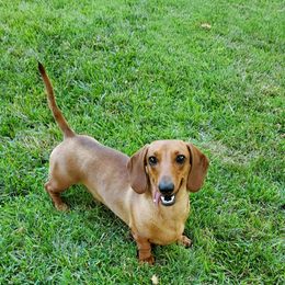 Duchess - Dachshund