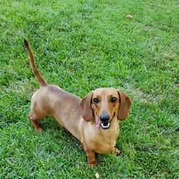 Duchess - Dachshund