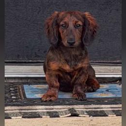 Dachshund puppies from Muscadine Meadows Poodles and Doodles