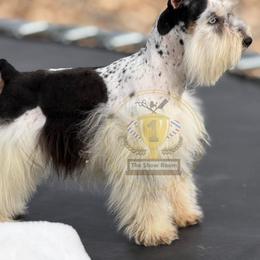 Integrity - Miniature Schnauzer