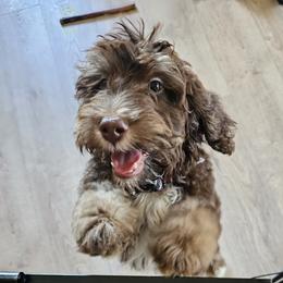 Bernedoodle Puppies from Doting Doodles