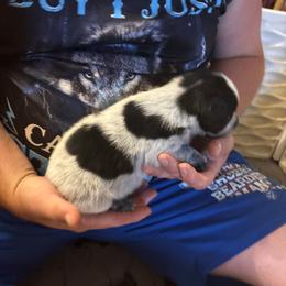 Girl 5 - Blue female Australian Cattle Dog puppy in Defuniak Springs, Florida from Blue Cypress Stock dogs
