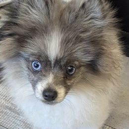 Pomeranian and Pomsky All Grown Up from Southern Poms of Texas
