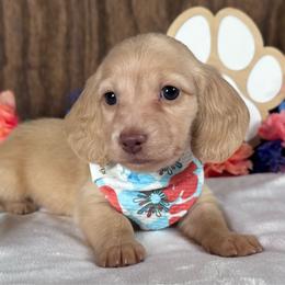 Storm - Cream female Dachshund puppy in Dothan, Alabama from Little House Pups