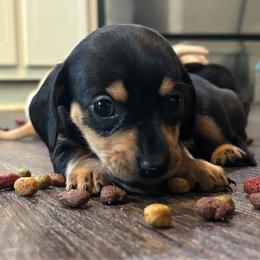 Lucy - Black and tan female Dachshund puppy in Colonial Heights, Virginia from Mimi’s Doxies