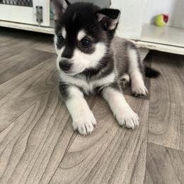 Male 2 - Black and white male Alaskan Klee Kai puppy in Beverly Hills, Florida from Lucky Charm Klee Kai