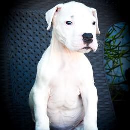 Dolos - White male Dogo Argentino puppy in San Diego, California from Debonair Dogos