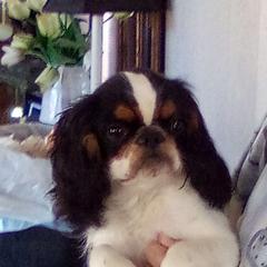 English Toy Spaniel puppies from Breston's English Toys