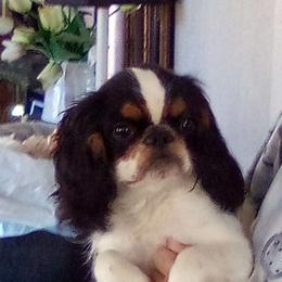 English Toy Spaniel puppies from Breston's English Toys