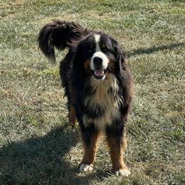Credo - Bernese Mountain Dog