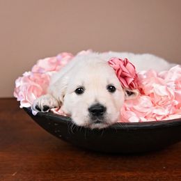 Golden Retriever Puppies from Lovasi Goldens