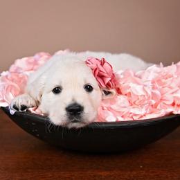 Golden Retriever Puppies from Lovasi Goldens