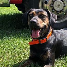 Catahoula Leopard Dogs from 20Mile Catahoulas