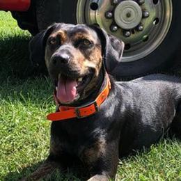 Catahoula Leopard Dogs from 20Mile Catahoulas