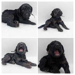 Brown Boy - Phantom - Brown male Whoodle puppy in Kalispell, Montana from Countryman Whoodles
