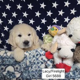 Lacy Girl 3 - Light golden female Golden Retriever puppy in Niles, Michigan from Family Raised Goldens