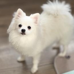 Mia - Pomeranian