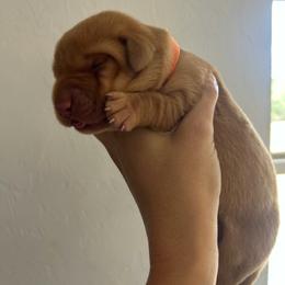 Orange - Yellow male Labrador Retriever puppy in Oklahoma City, Oklahoma from H & H Retrievers