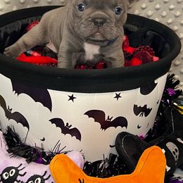 Barrel (blue collar) - French Bulldog puppy from K&J Frenchies