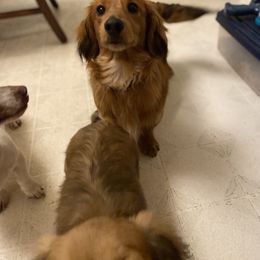 Hatter - Dachshund