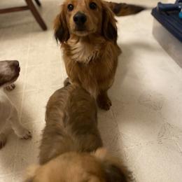 Hatter - Dachshund
