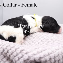 Yellow Collar - Parti female Goldendoodle puppy in Maryville, Tennessee from Twin City Doodles