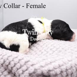 Yellow Collar - Parti female Goldendoodle puppy in Maryville, Tennessee from Twin City Doodles