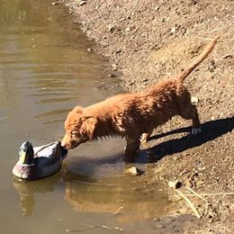 Nova Scotia Duck Tolling Retrievers from WyldeWater Tollers