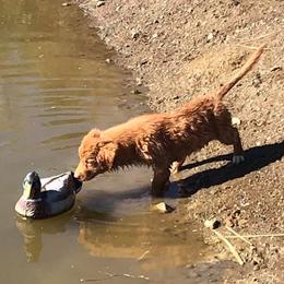 Nova Scotia Duck Tolling Retrievers from WyldeWater Tollers