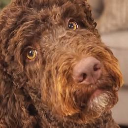 Double Doodles, Goldendoodles, and Labradoodles from Godley Doodles Of Texas